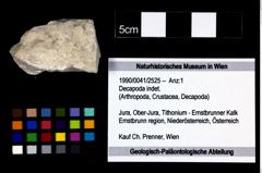 Foto (Objekt + Etikett) von Decapoda indet.  (NHMW-GEO-1990-0041-2525)